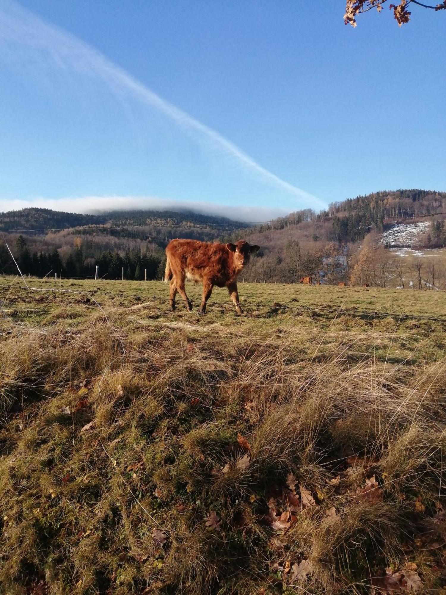 Domek W Gorach Sowich Pieszyce Exterior foto